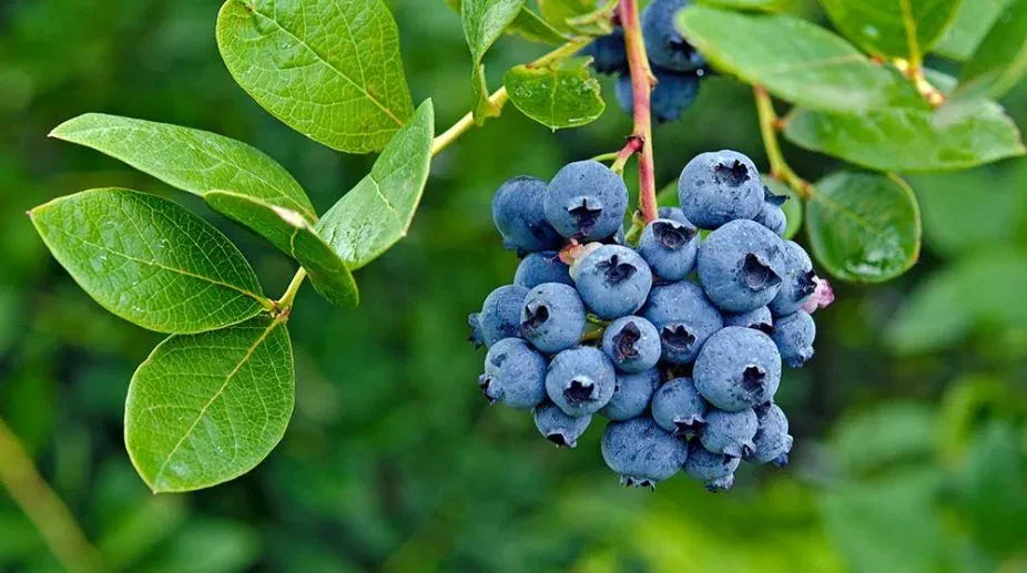 Blueberry