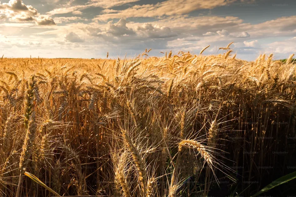 Golden wheat field under a dramatic sky at harvest season