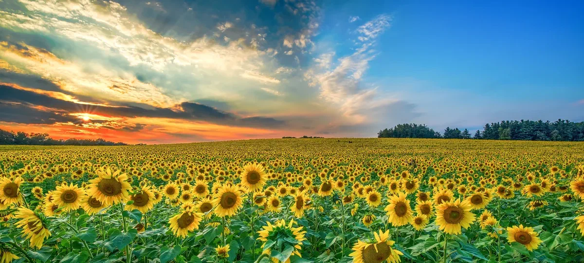Sunflower field under colorful sunset sky