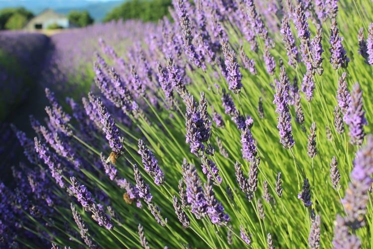 Plant Varieties - Lavanders