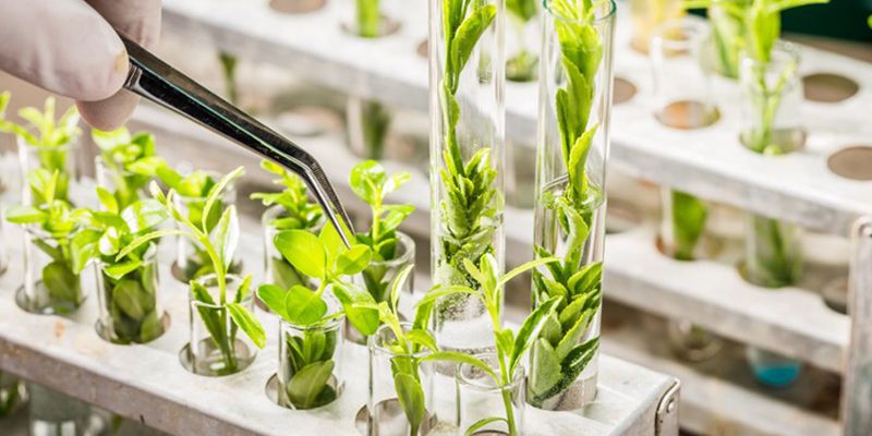 New Plant Variety Growth