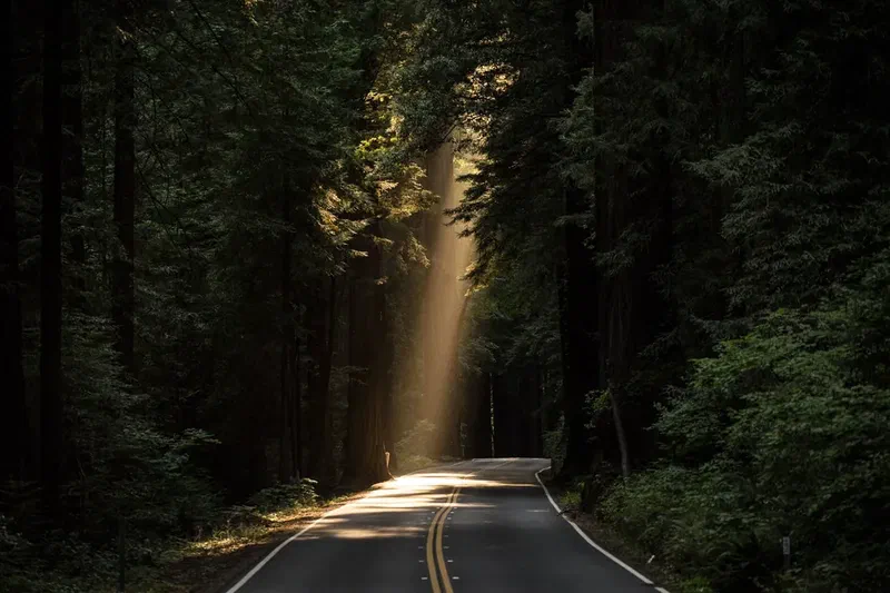 Sunlight shining onto a paved road passing through a dense forest of tall trees.